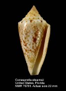 Conasprella stearnsii (2)